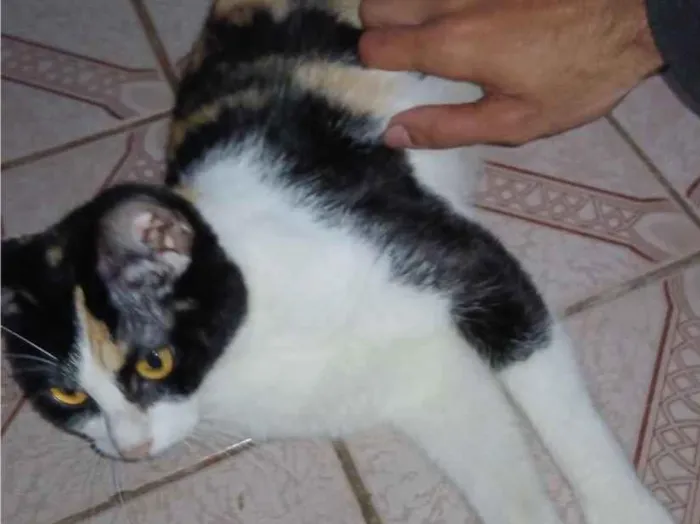 Gato raça SRD-ViraLata idade 3 anos nome Esmeralda