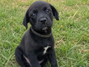 Cachorro raça SRD-ViraLata idade 2 a 6 meses nome Igor 