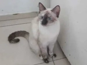 Gato raça SRD-ViraLata idade 7 a 11 meses nome Virgo
