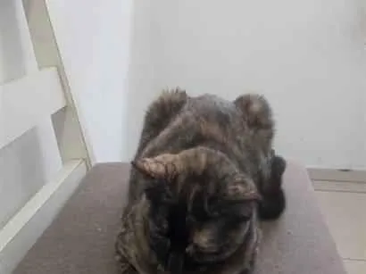 Gato raça SRD-ViraLata idade 7 a 11 meses nome Antares