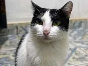Gato raça SRD-ViraLata idade 1 ano nome Kyara