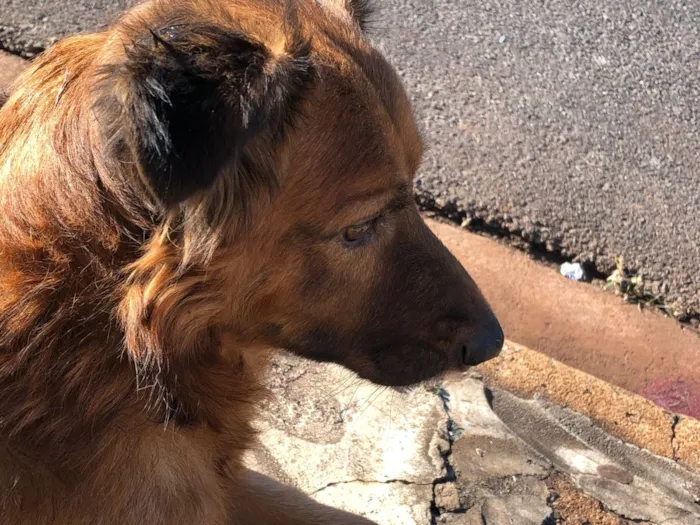 Cachorro raça SRD-ViraLata idade 6 ou mais anos nome Thor