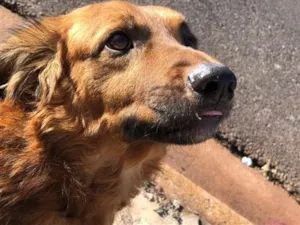 Cachorro raça SRD-ViraLata idade 6 ou mais anos nome Thor