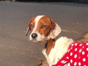 Cachorro raça SRD-ViraLata idade 3 anos nome Pérola