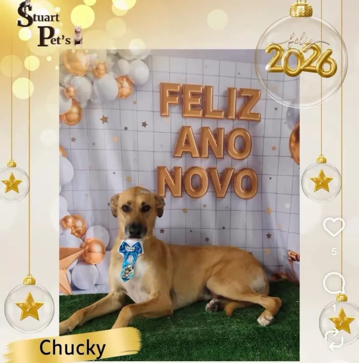 Cachorro raça SRD-ViraLata idade 5 anos nome Chucky