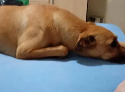 Cachorro raça SRD-ViraLata idade 5 anos nome Chucky