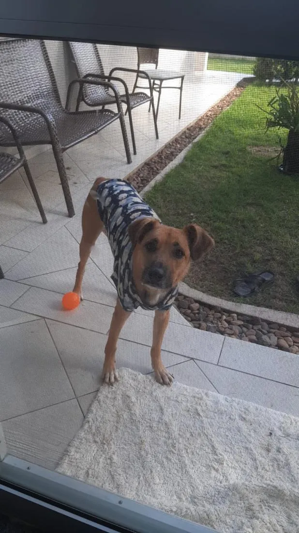 Cachorro raça SRD-ViraLata idade 5 anos nome Chucky