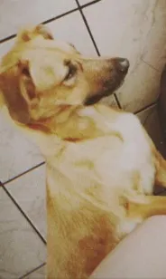 Cachorro raça SRD-ViraLata idade 5 anos nome Chucky
