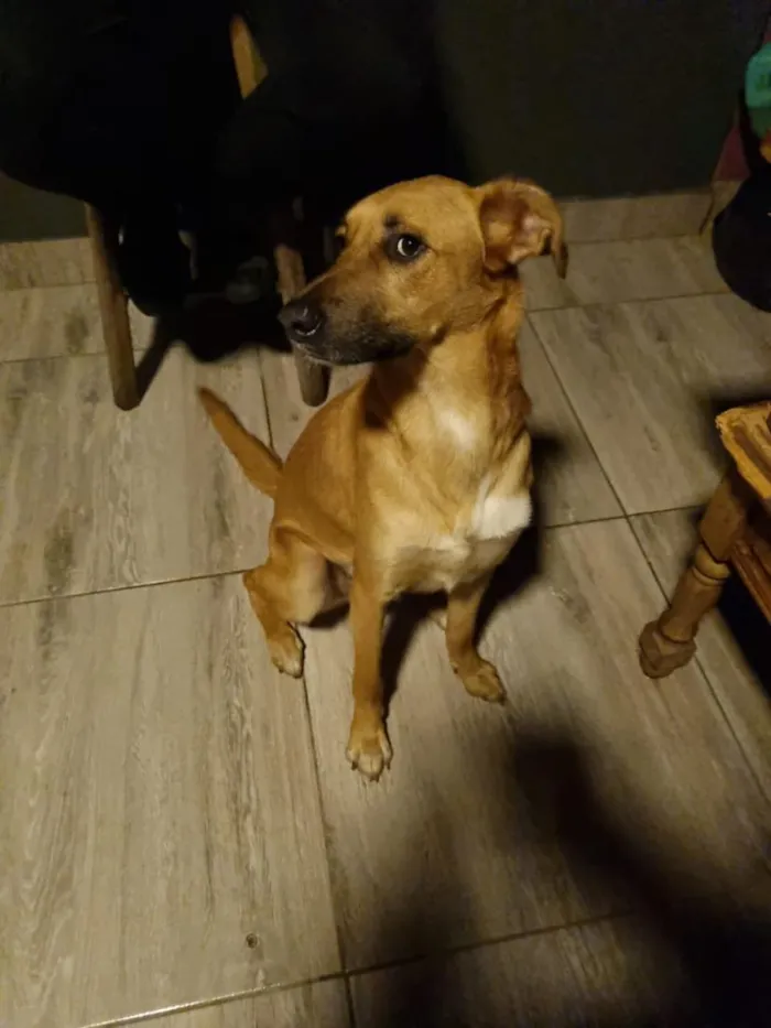 Cachorro raça SRD-ViraLata idade 5 anos nome Chucky