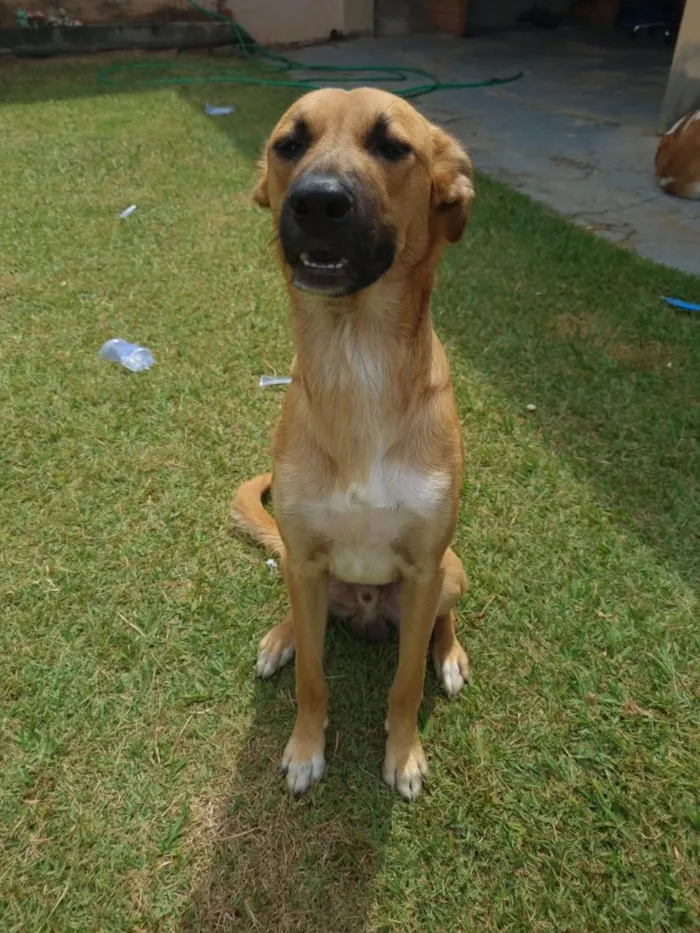 Cachorro raça SRD-ViraLata idade 5 anos nome Chucky