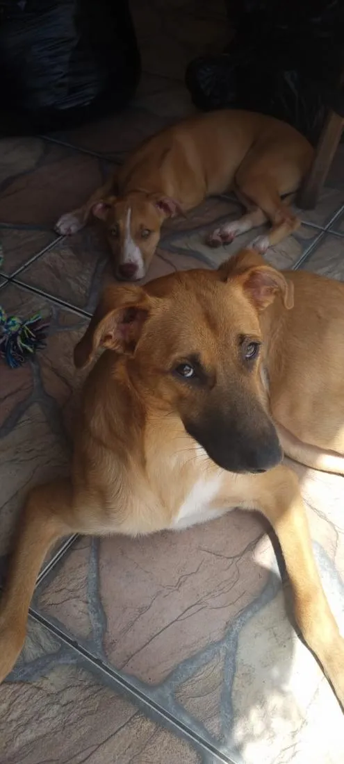 Cachorro raça SRD-ViraLata idade 5 anos nome Chucky