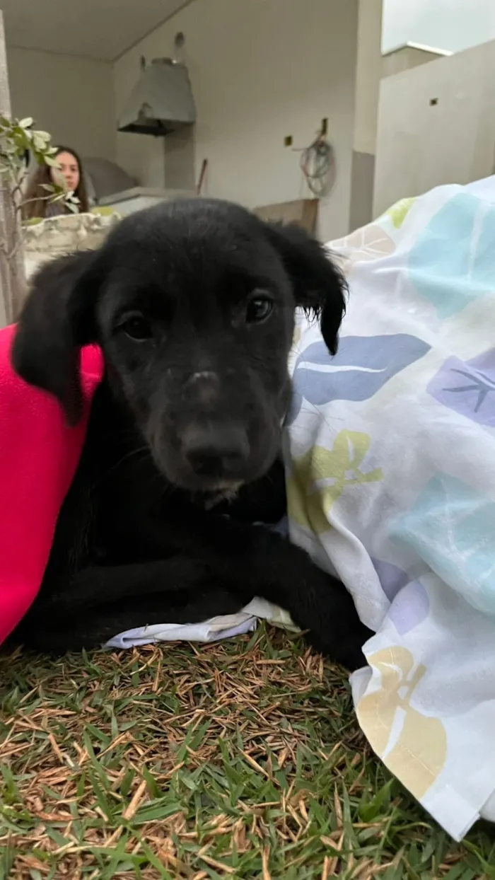 Cachorro raça SRD-ViraLata idade 2 a 6 meses nome Não possui nome 