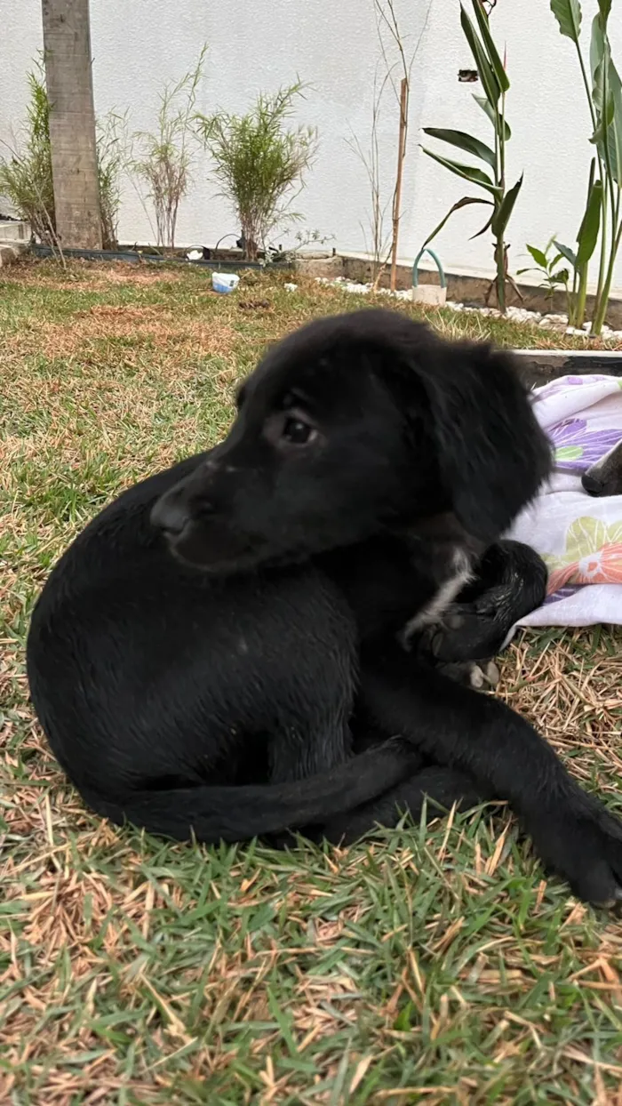 Cachorro raça SRD-ViraLata idade 2 a 6 meses nome Não possui nome 
