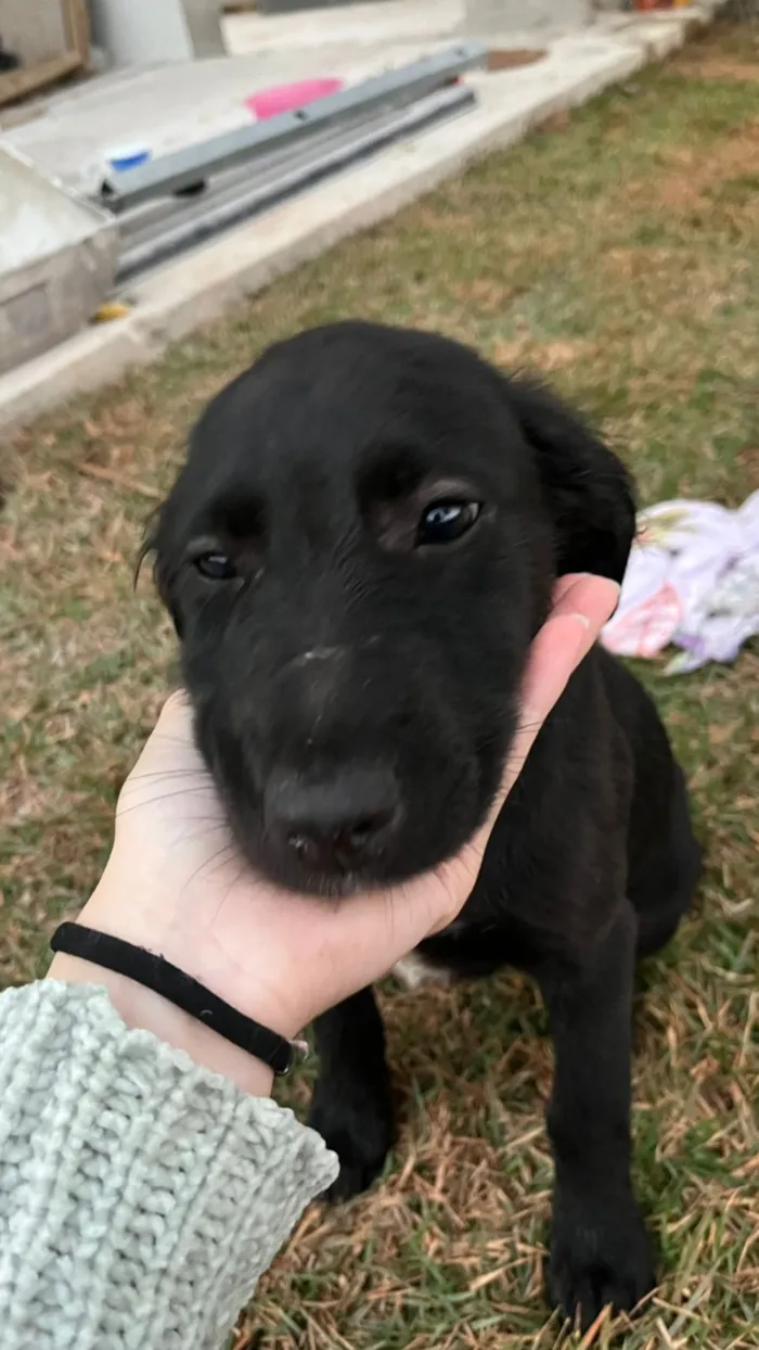 Cachorro raça SRD-ViraLata idade 2 a 6 meses nome Não possui nome 