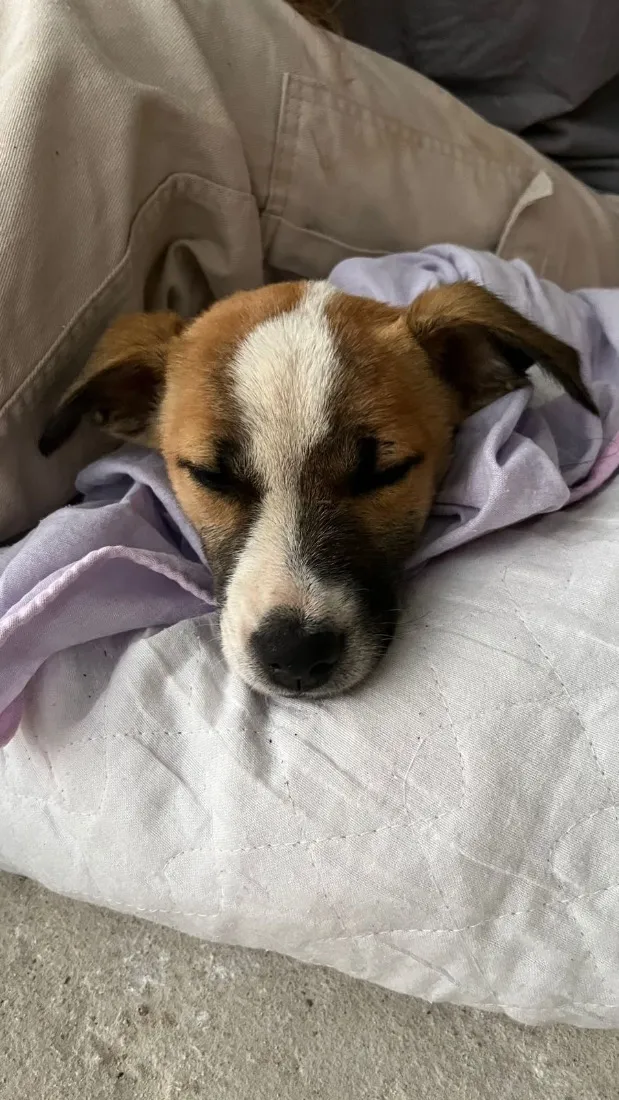 Cachorro raça SRD-ViraLata idade 2 a 6 meses nome Não possui nome 