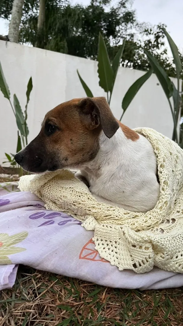 Cachorro raça SRD-ViraLata idade 2 a 6 meses nome Não possui nome 