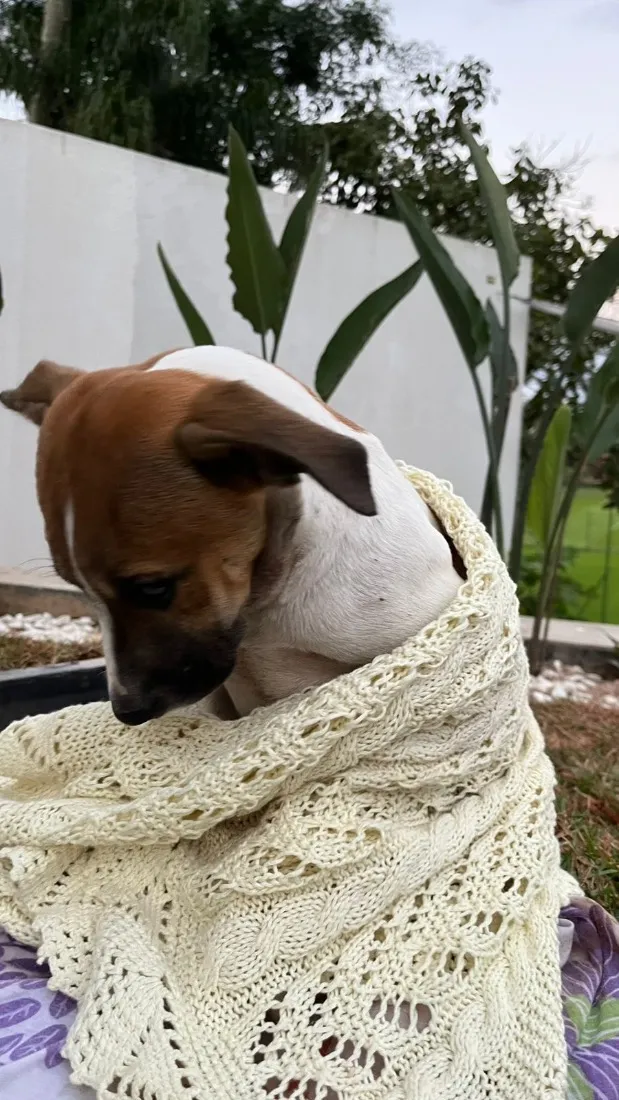 Cachorro raça SRD-ViraLata idade 2 a 6 meses nome Não possui nome 