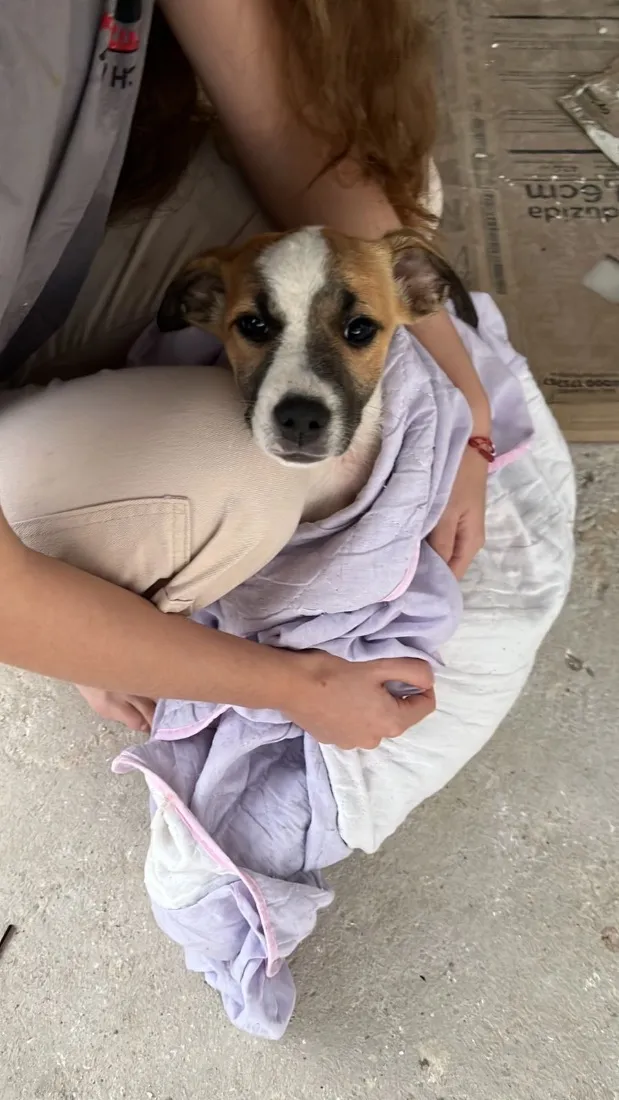 Cachorro raça SRD-ViraLata idade 2 a 6 meses nome Não possui nome 
