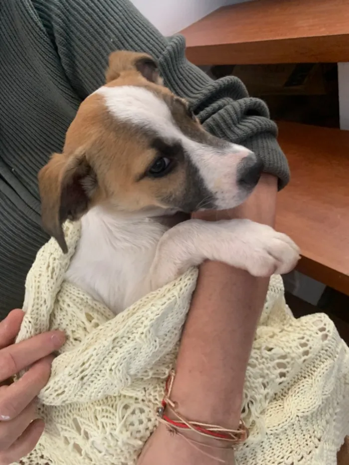 Cachorro raça SRD-ViraLata idade 2 a 6 meses nome Não possui nome 