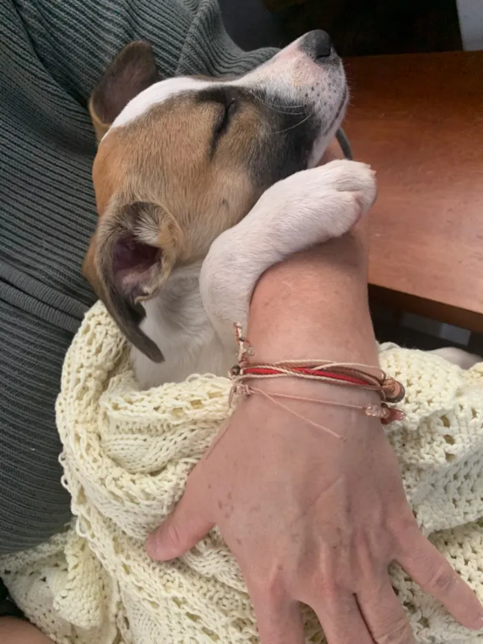 Cachorro raça SRD-ViraLata idade 2 a 6 meses nome Não possui nome 