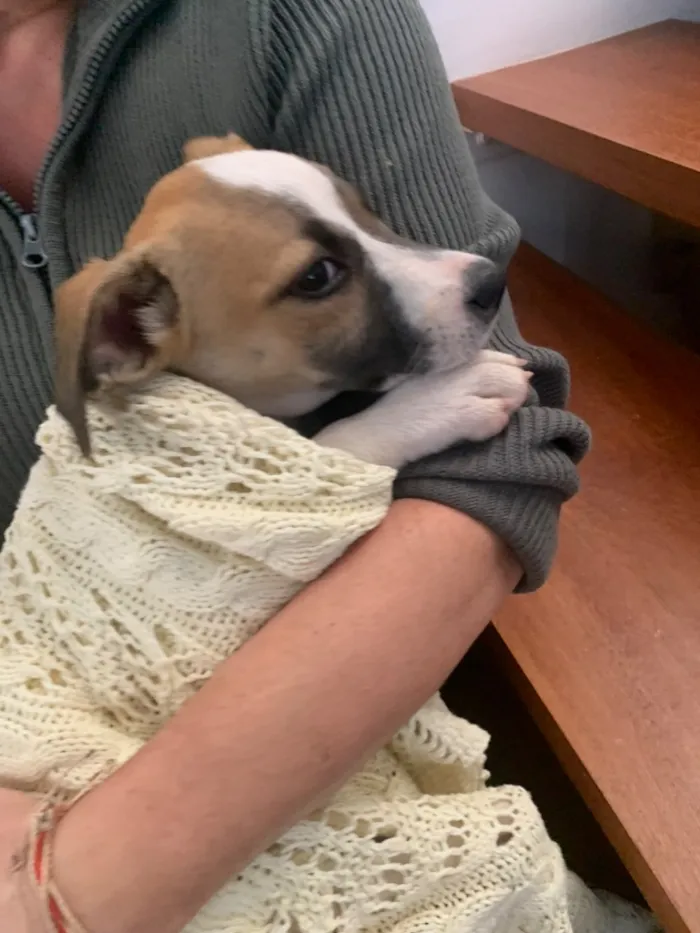 Cachorro raça SRD-ViraLata idade 2 a 6 meses nome Não possui nome 