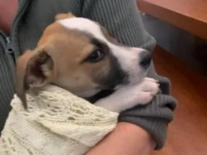 Cachorro raça SRD-ViraLata idade 2 a 6 meses nome Não possui nome 