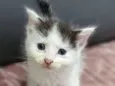 Franjinha