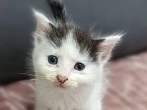 Gato raça SRD-ViraLata idade 2 a 6 meses nome Franjinha