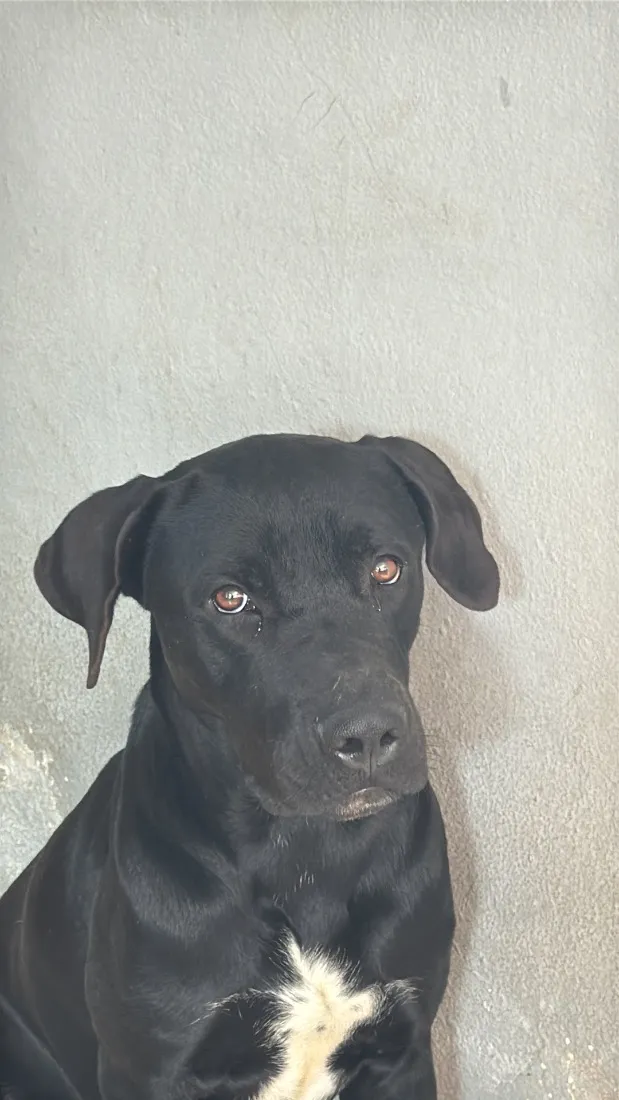 Cachorro raça SRD-ViraLata idade 1 ano nome Brook