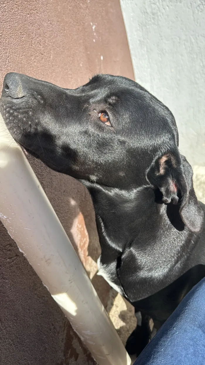 Cachorro raça SRD-ViraLata idade 1 ano nome Brook