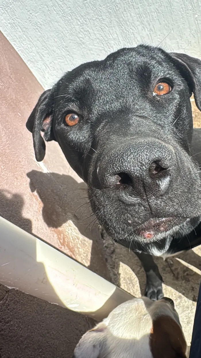 Cachorro raça SRD-ViraLata idade 1 ano nome Brook