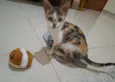Mel