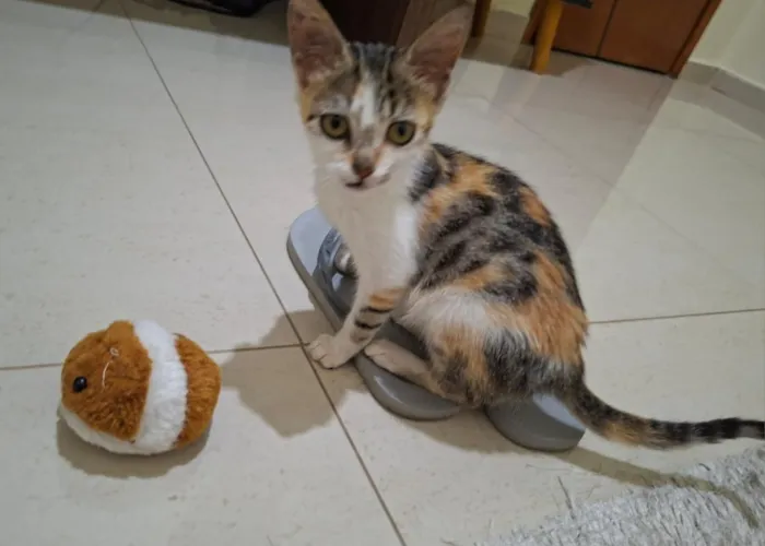 Gato raça SRD-ViraLata idade 2 a 6 meses nome Mel