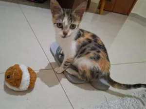 Gato raça SRD-ViraLata idade 2 a 6 meses nome Mel