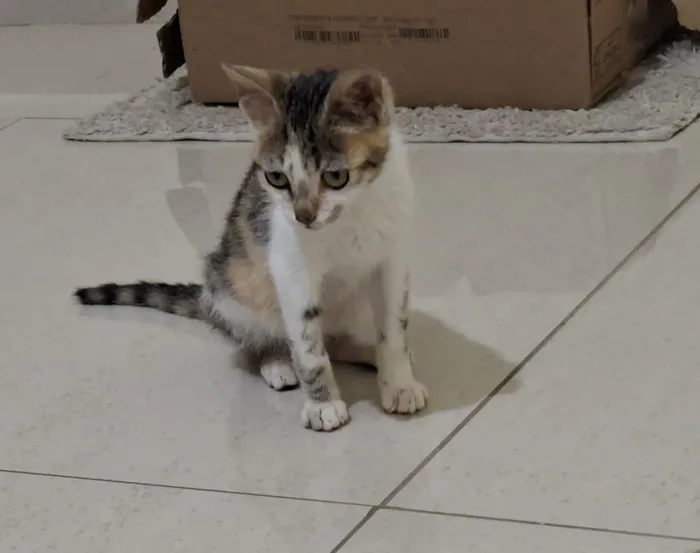 Gato raça SRD-ViraLata idade 2 a 6 meses nome Mel