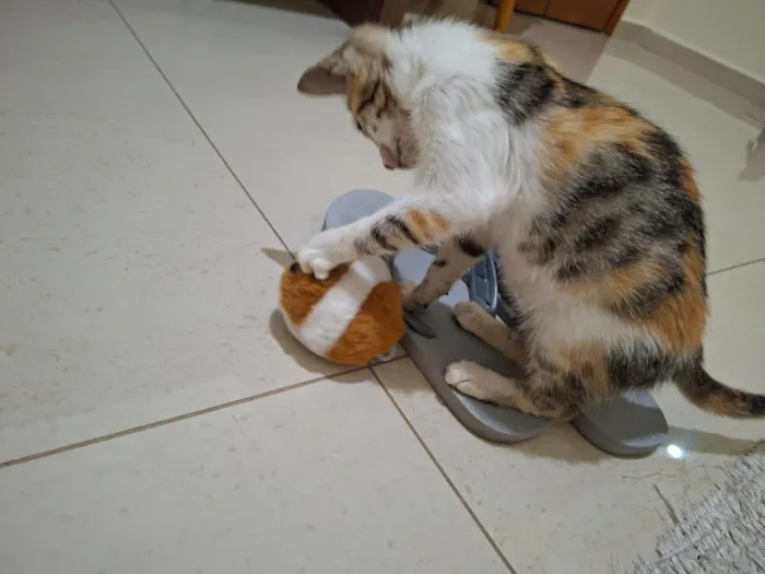 Gato raça SRD-ViraLata idade 2 a 6 meses nome Mel