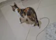 Mel