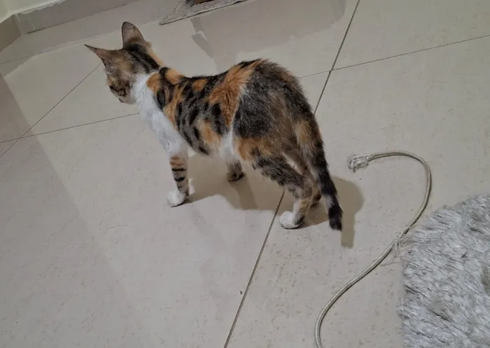 Gato raça SRD-ViraLata idade 2 a 6 meses nome Mel