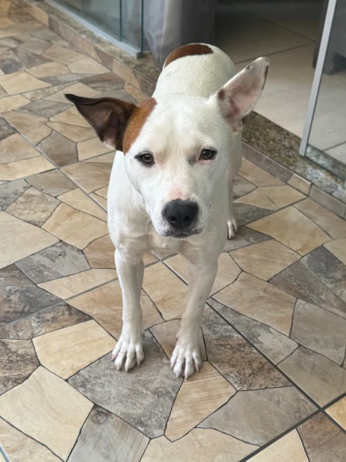 Cachorro raça SRD-ViraLata idade 2 anos nome Jimber