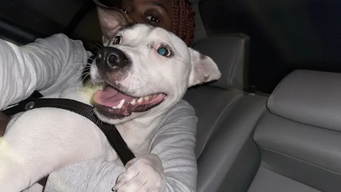 Cachorro raça SRD-ViraLata idade 2 anos nome Jimber