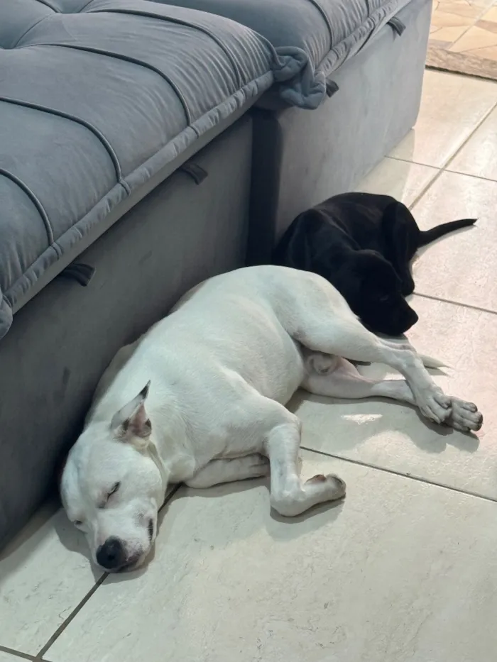 Cachorro raça SRD-ViraLata idade 2 anos nome Jimber
