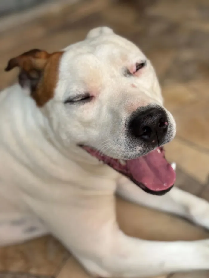 Cachorro raça SRD-ViraLata idade 2 anos nome Jimber