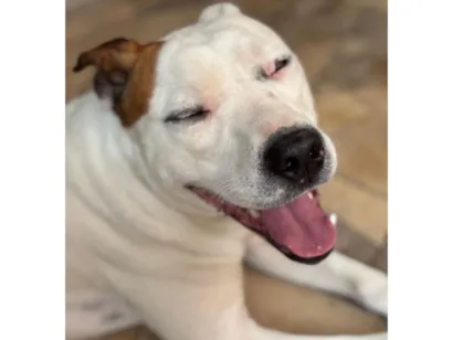 Cachorro raça SRD-ViraLata idade 2 anos nome Jimber