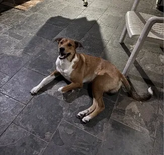 Cachorro raça SRD-ViraLata idade 3 anos nome Sheik