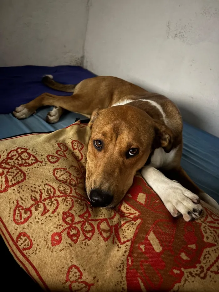Cachorro raça SRD-ViraLata idade 3 anos nome Sheik