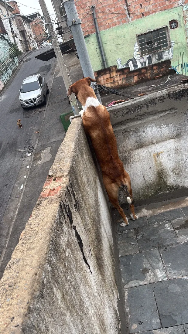 Cachorro raça SRD-ViraLata idade 3 anos nome Sheik