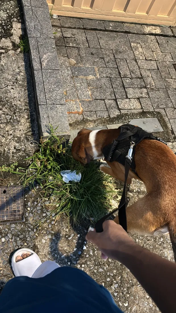 Cachorro raça SRD-ViraLata idade 3 anos nome Sheik