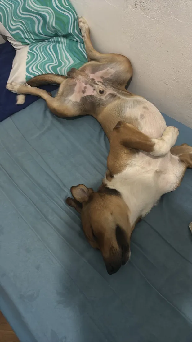 Cachorro raça SRD-ViraLata idade 3 anos nome Sheik