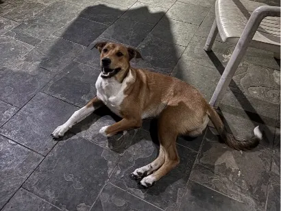 Cachorro raça SRD-ViraLata idade 3 anos nome Sheik