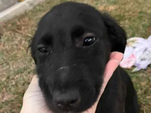 Cachorro raça SRD-ViraLata idade 2 a 6 meses nome Não possui nome 
